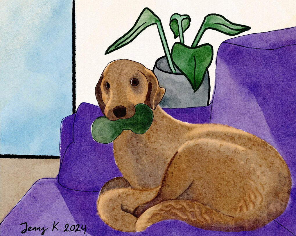 A series of pet portraits